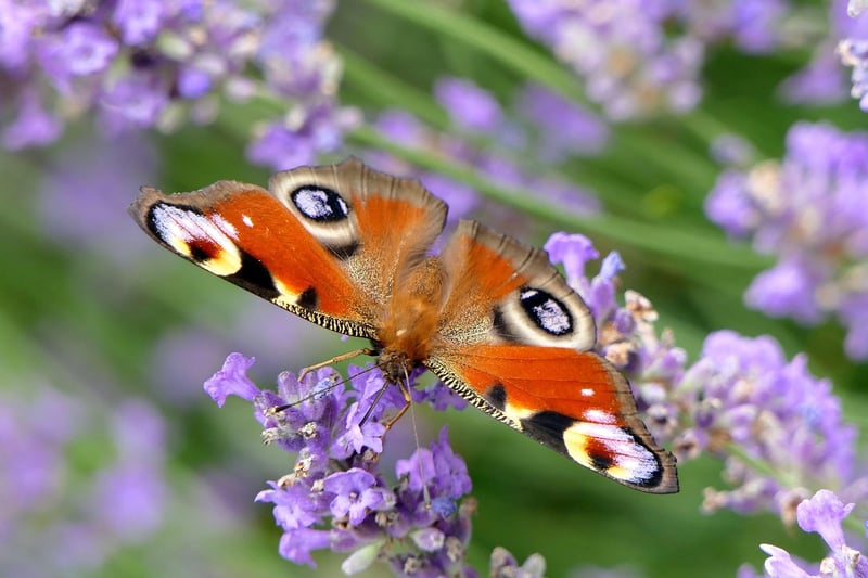 Butterfly symbolizing transformation